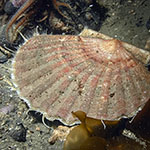 Pecten maximus